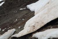 Avalanche Beaufortain, secteur Cormet de Roselend - Roc du Biolley - Photo 4 - © Alain Duclos